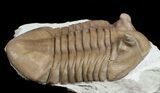 Large Asaphus Kotlukovi Trilobite #6446-2
